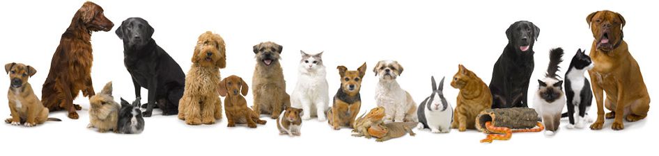 Pets At Home Discounts, Codes, Sales & Cashback - TopCashback